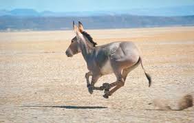 Donkey running